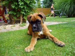 boxer-puppy-e1572470163314